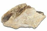 Fossil Tyrannosaur (T rex) Bone Section - Wyoming #382672-1